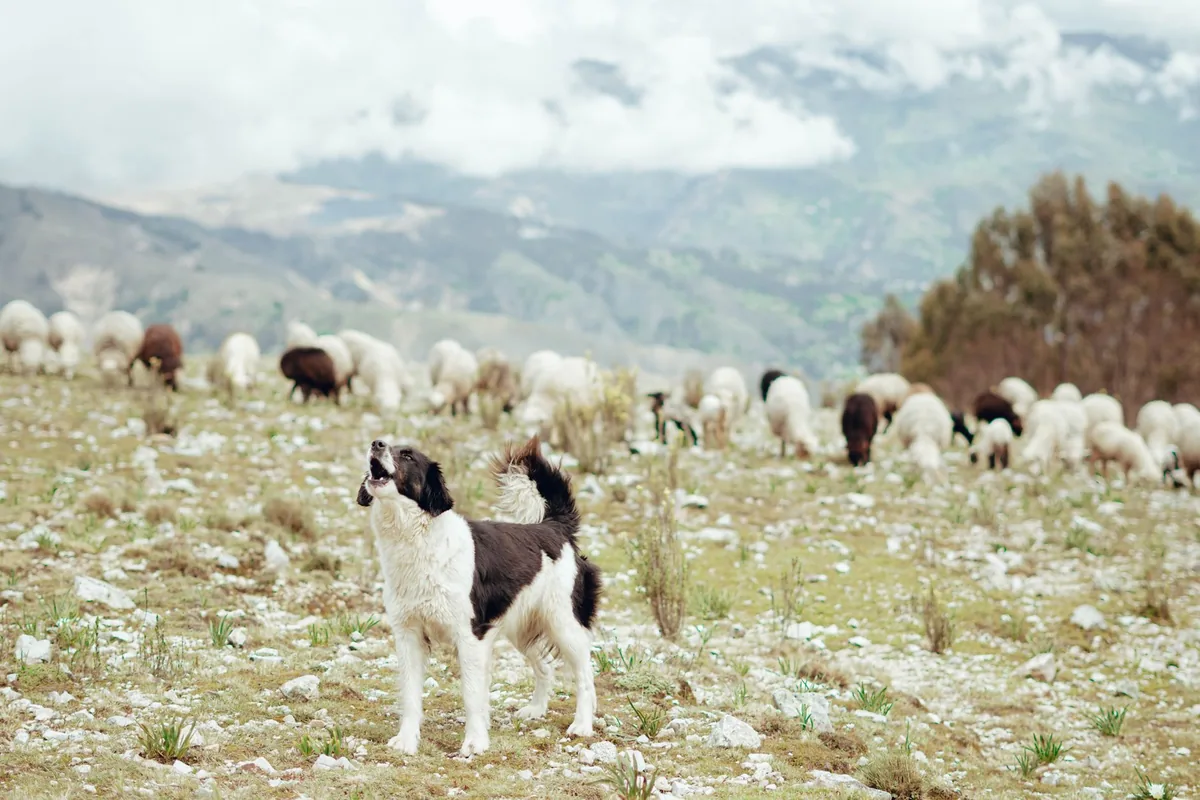 sheepdog countryside demonstration