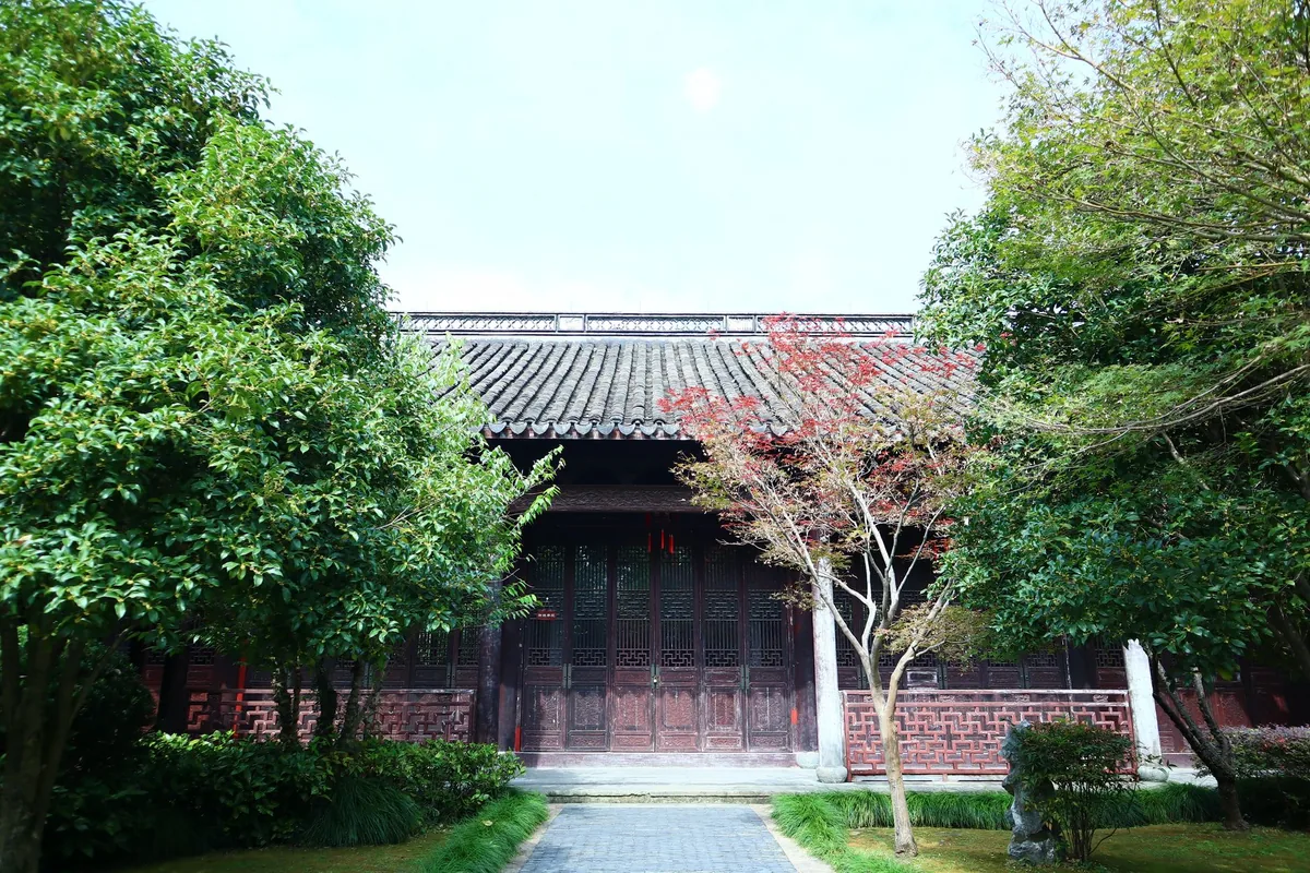 ancient ginkgo tree in a lush courtyard garden