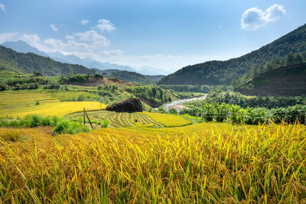 rice terraces mountain valley harvest