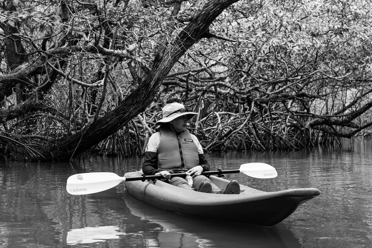 kayaks on calm coastal waters near mangrove forests