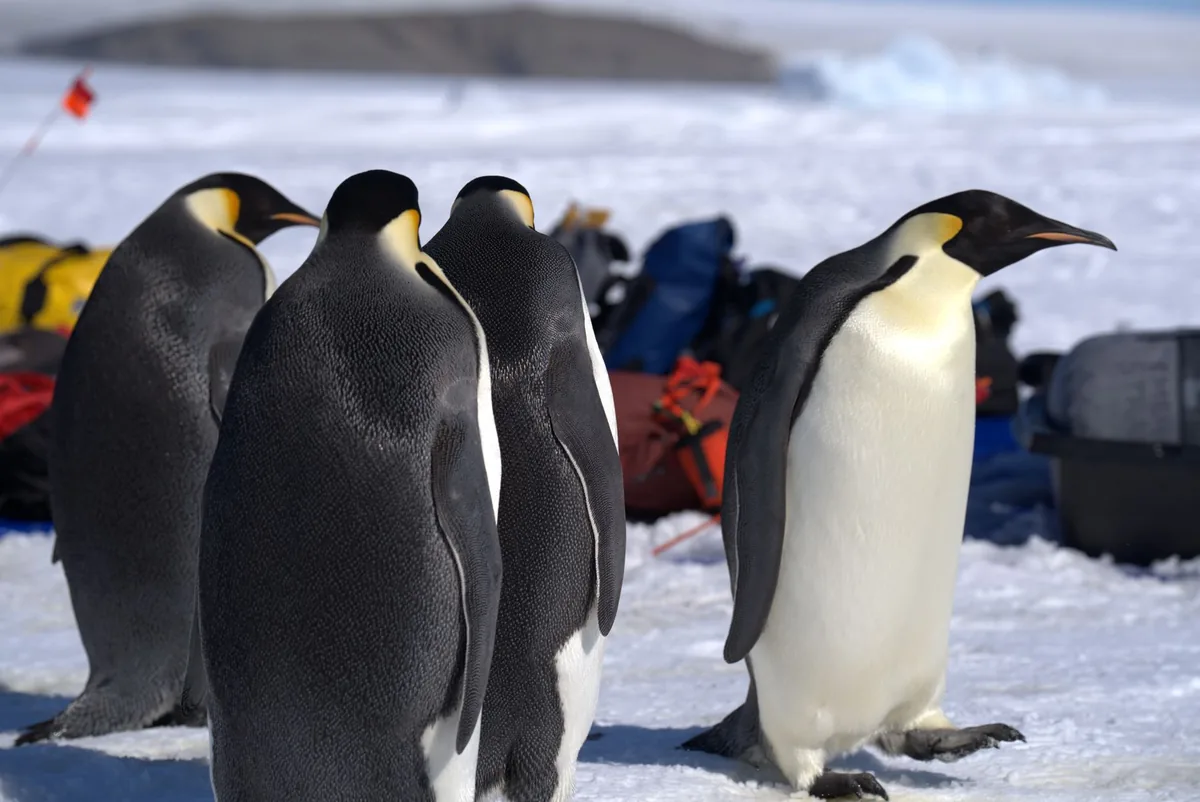 emperor penguins antarctic snow