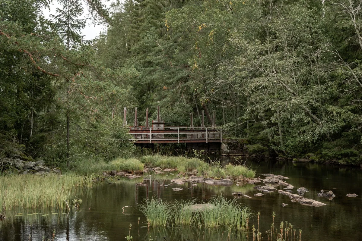wooden pedestrian bridge over wetland forest