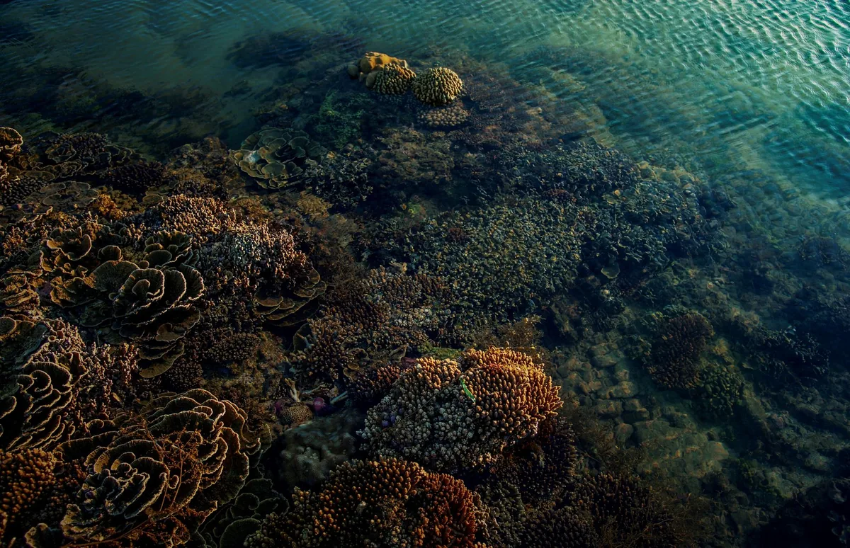 shallow coral reef under clear ocean water