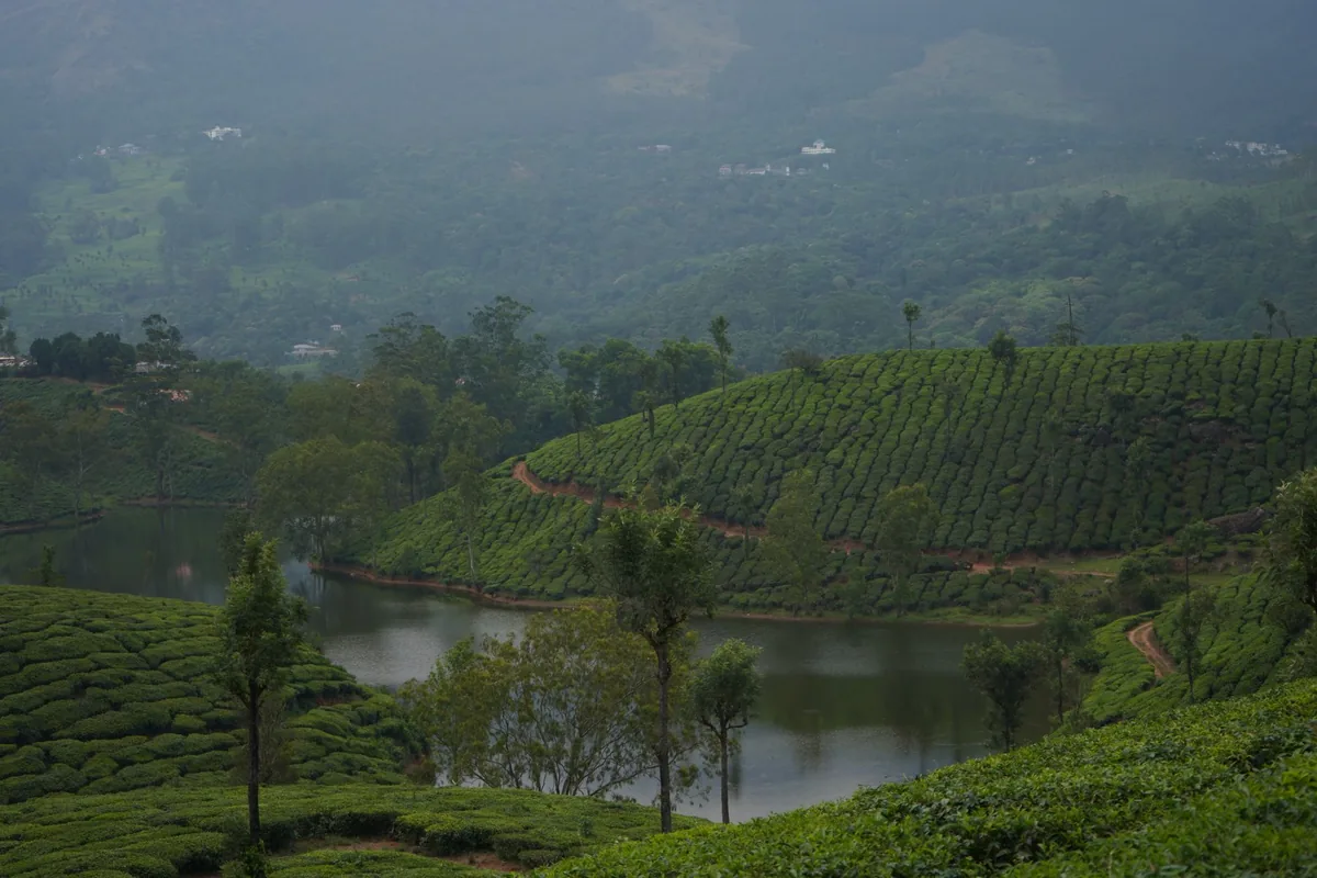 misty tea plantation mountain lodge