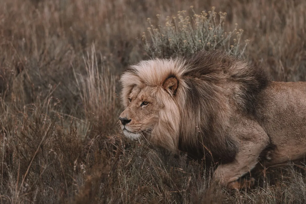 wild african lion savannah grass